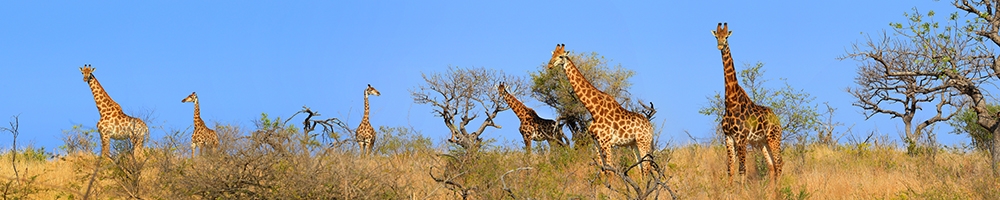 web Giraffes long