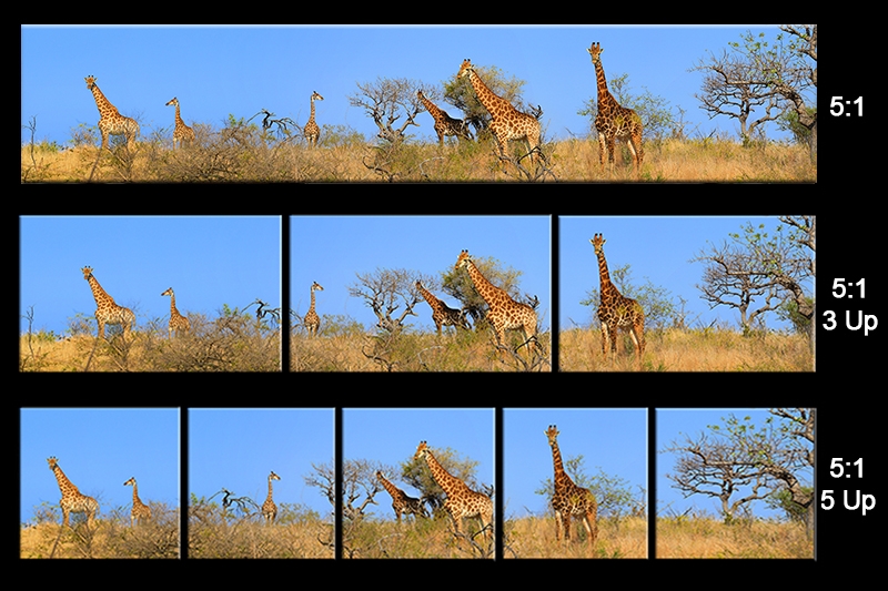 sheet Giraffes long