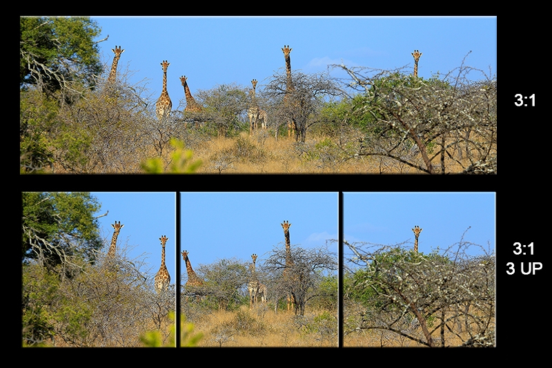 sheet Giraffes